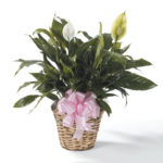 Spathiphyllum