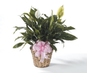 Spathiphyllum